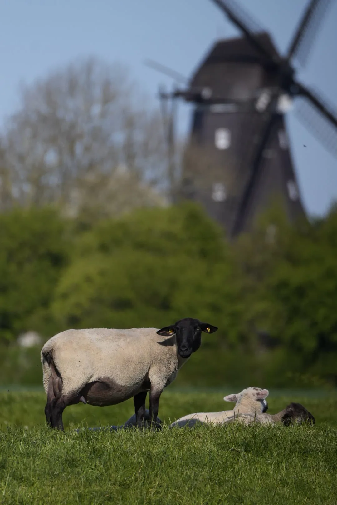 Schaf mit schwarzem Kopf auf einer Weide vor der Rapsblüte